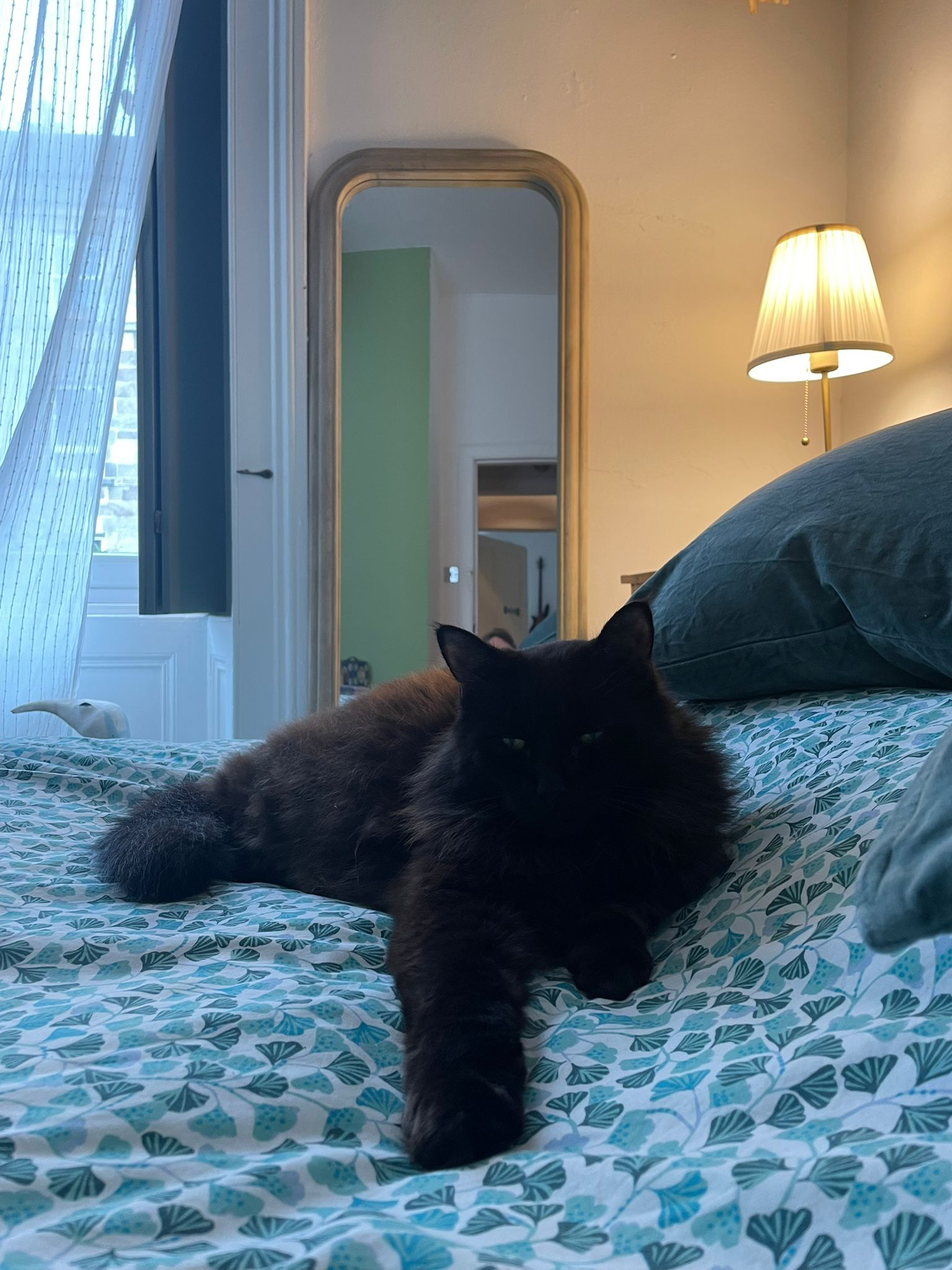 Bran, a magnificent long-haired black cat relaxing on a bed